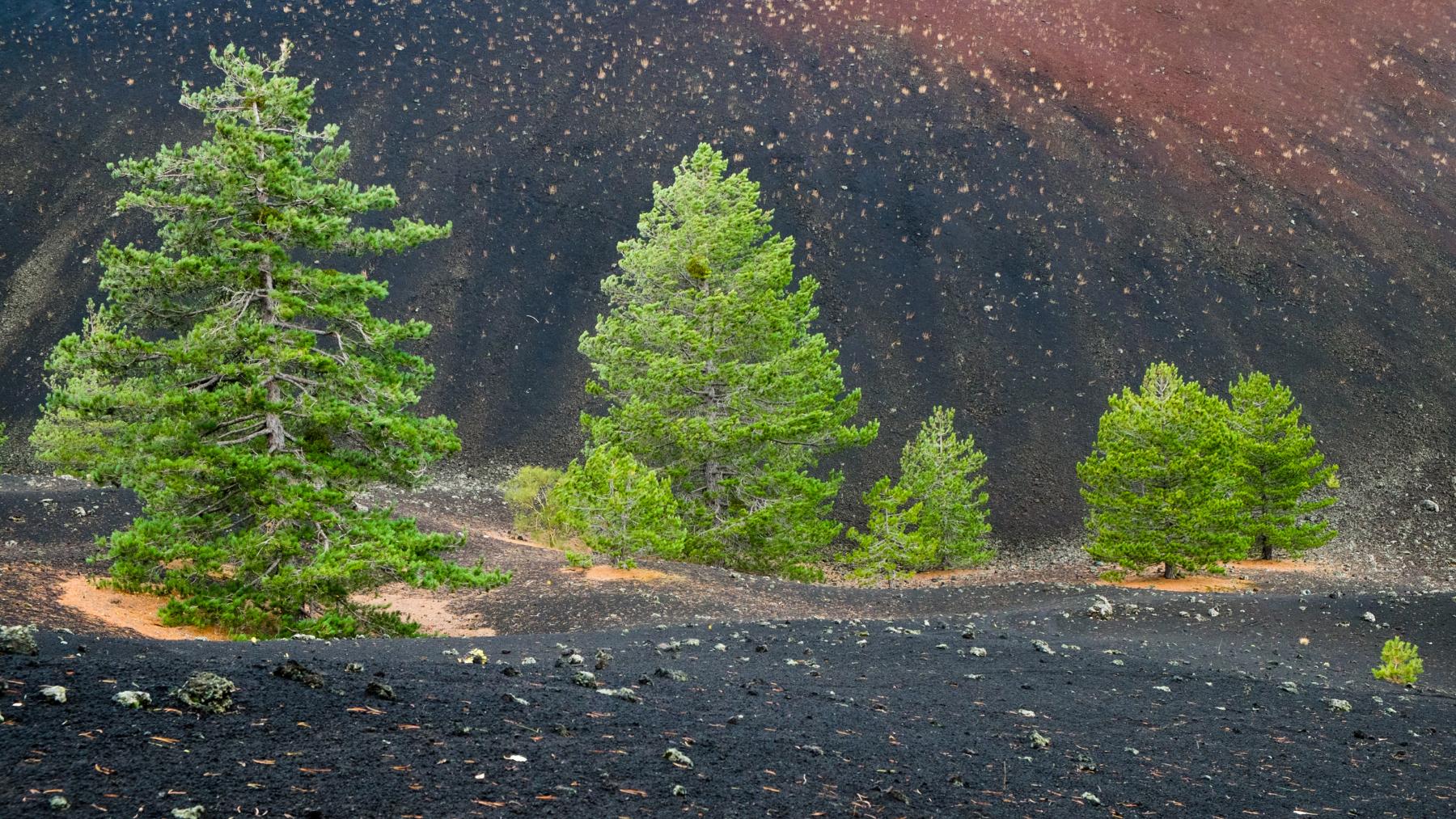 Discover the white birch of Etna 