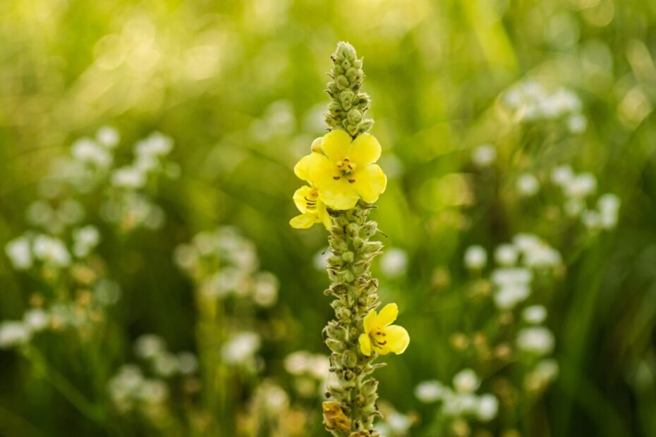 verbascum