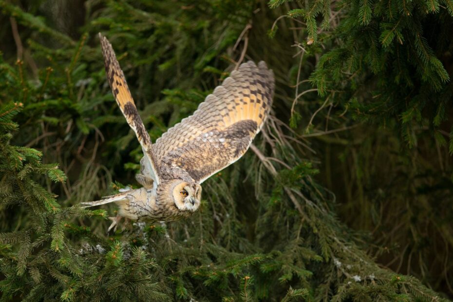 long-eared owl