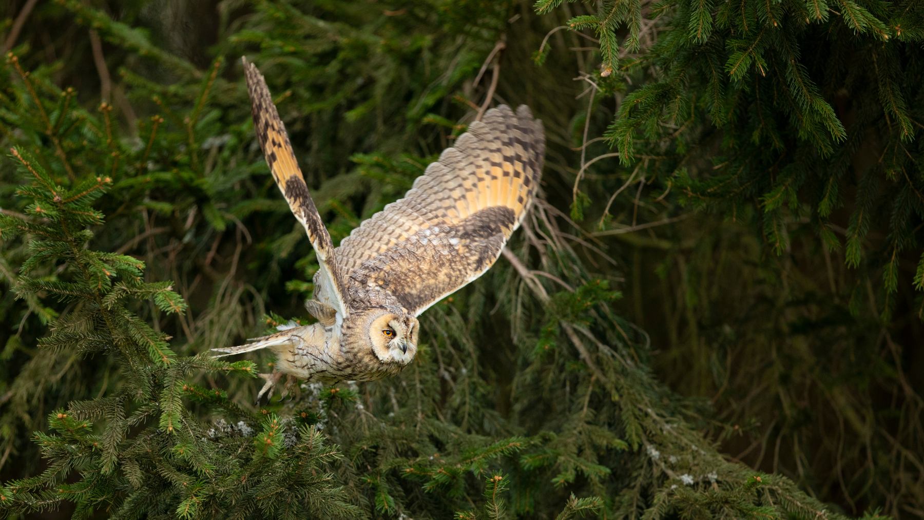 The long-eared owl of Etna